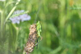 Image de Conocephalus (Anisoptera) fuscus (Fabricius 1793)