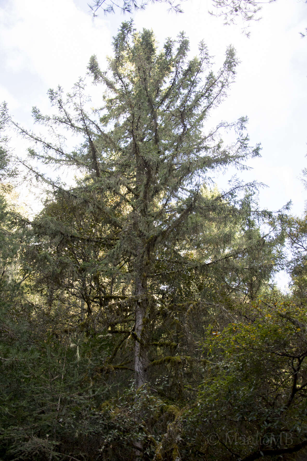 Image of Martinez's Spruce