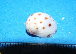 Image of Moon snail