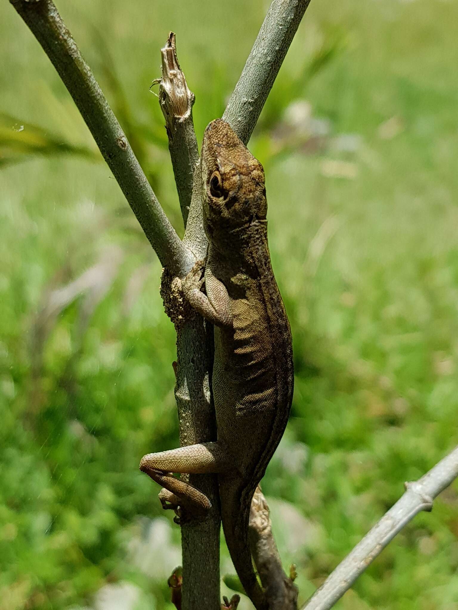 Image of Blemished Anole