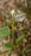 Image of Monsonia umbellata Harv.