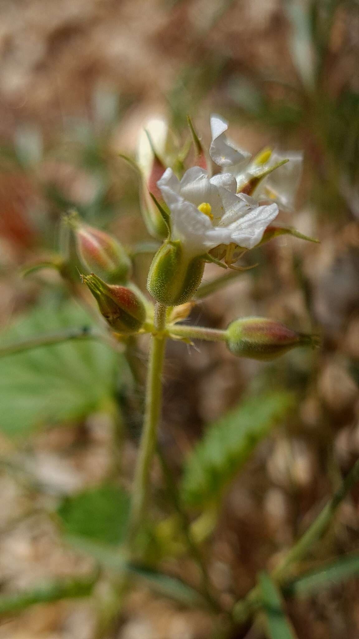 Image of Monsonia umbellata Harv.