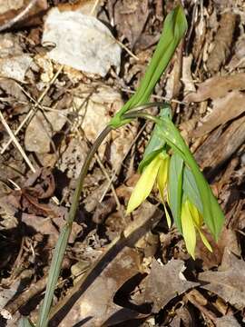 Image de Uvularia grandiflora Sm.