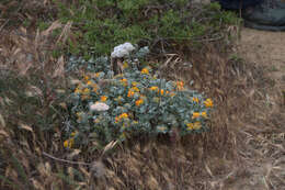 Image of <i>Acmispon argophyllus</i> var. <i>adsurgens</i>