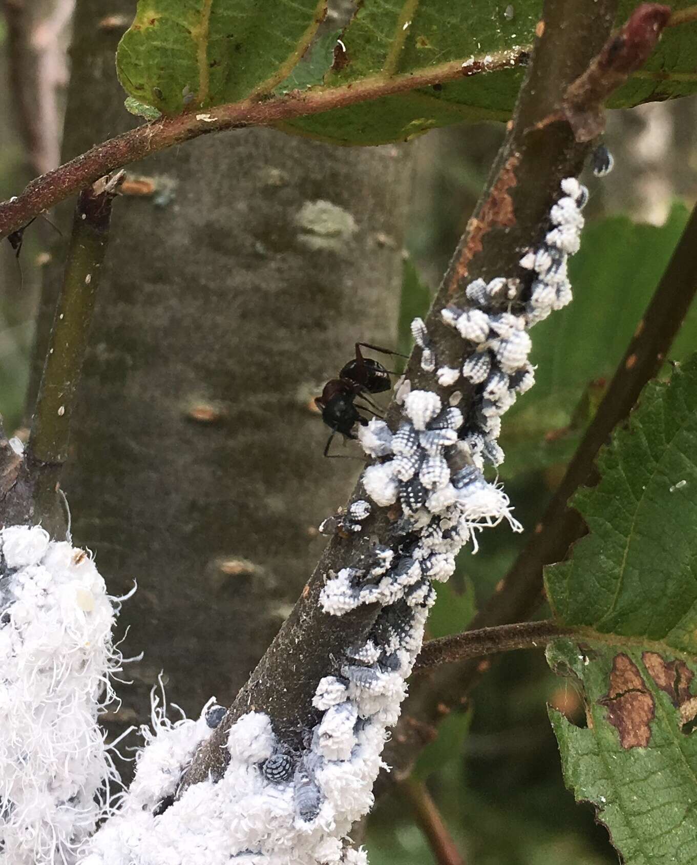 Image of Woolly Alder Aphid