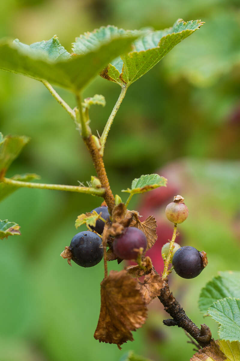 Image of Ribes fragrans Pall.