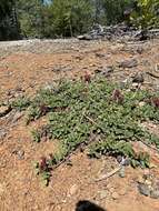 Image of Ceanothus divergens var. occidentalis (Mc Minn) D. O. Burge