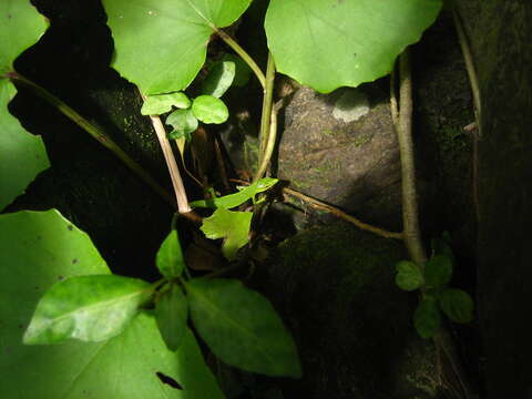 Image of Sakishima grass lizard