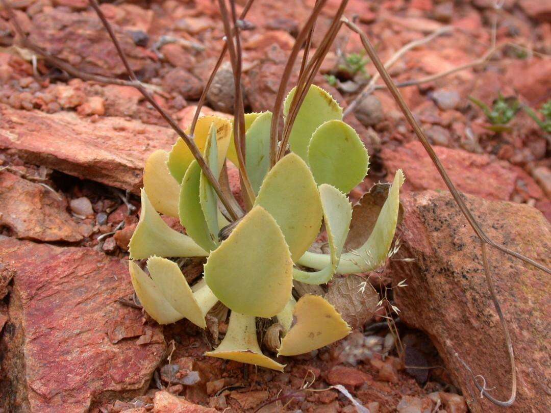 Image of Othonna retrorsa var. spektakelensis (Compt.) G. D. Rowley