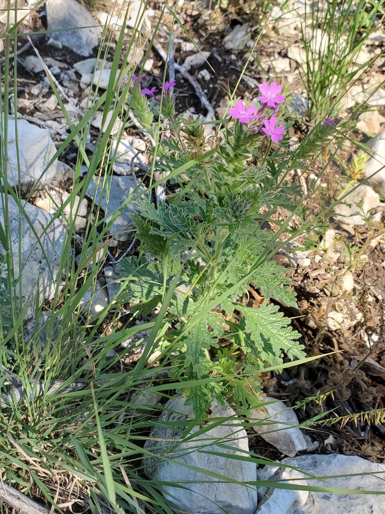 Sivun Glandularia tumidula (L. M. Perry) Umber kuva