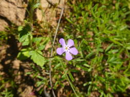 Image of Lyperia violacea (Jarosz) Benth.