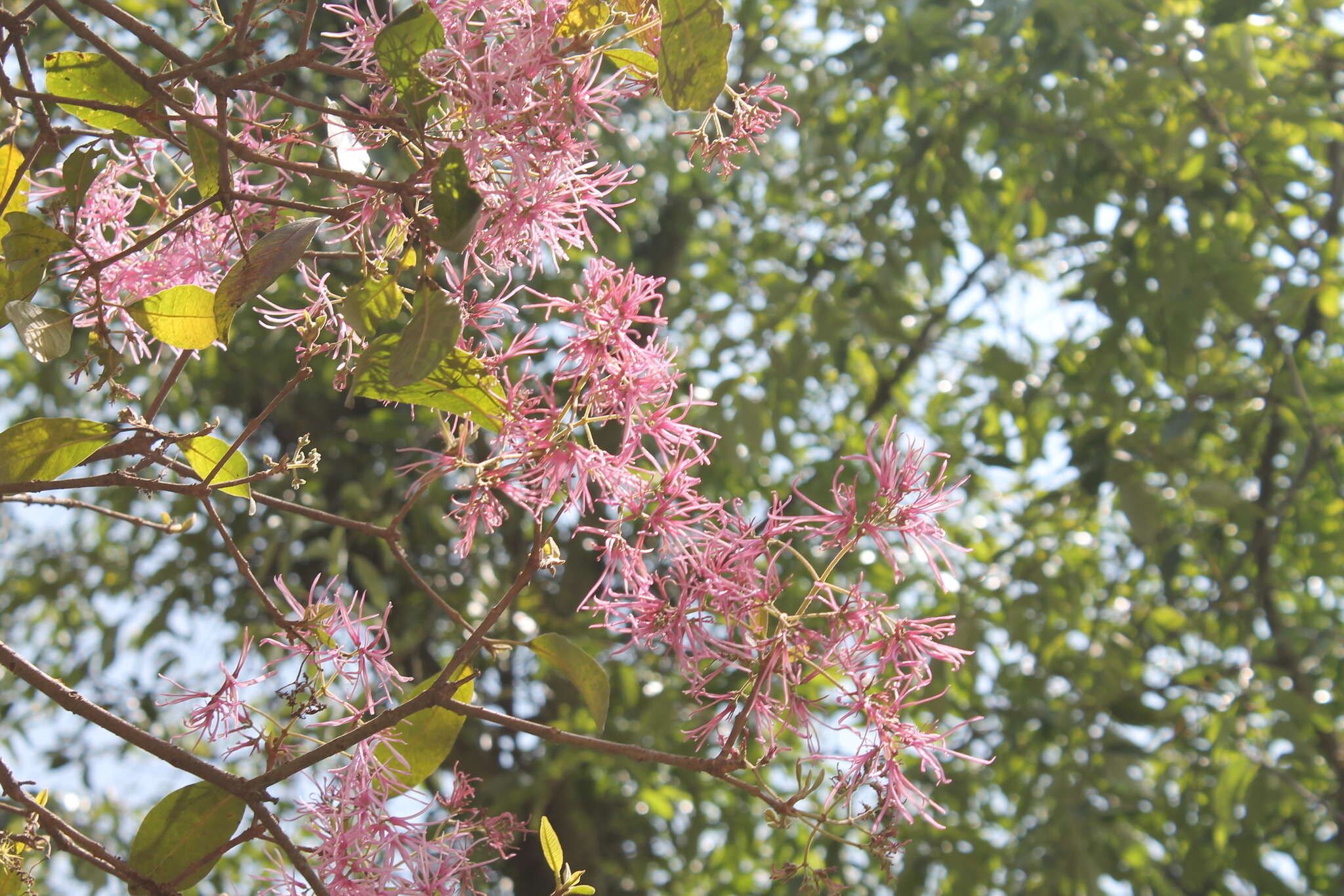 Image of Chionanthus pubescens Kunth