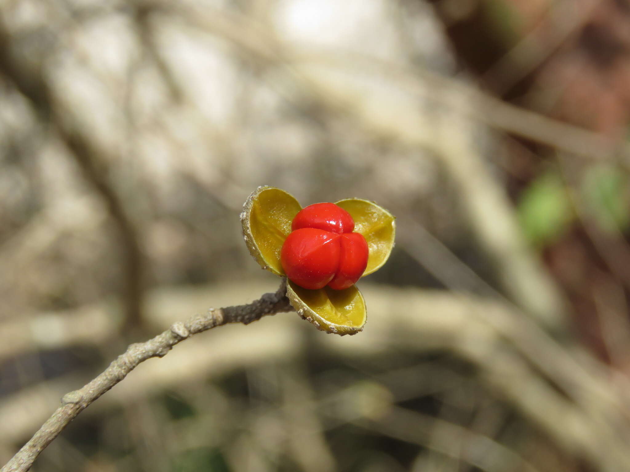 Image de Trichilia trifolia L.