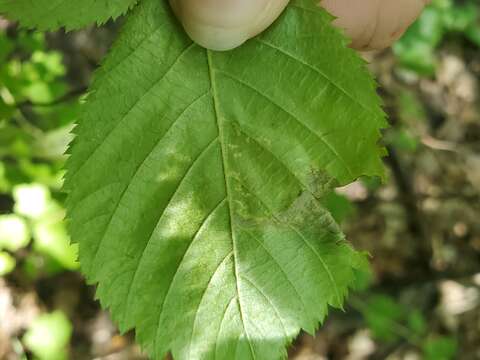 Image of Phyllonorycter tritaenianella (Chambers 1871)