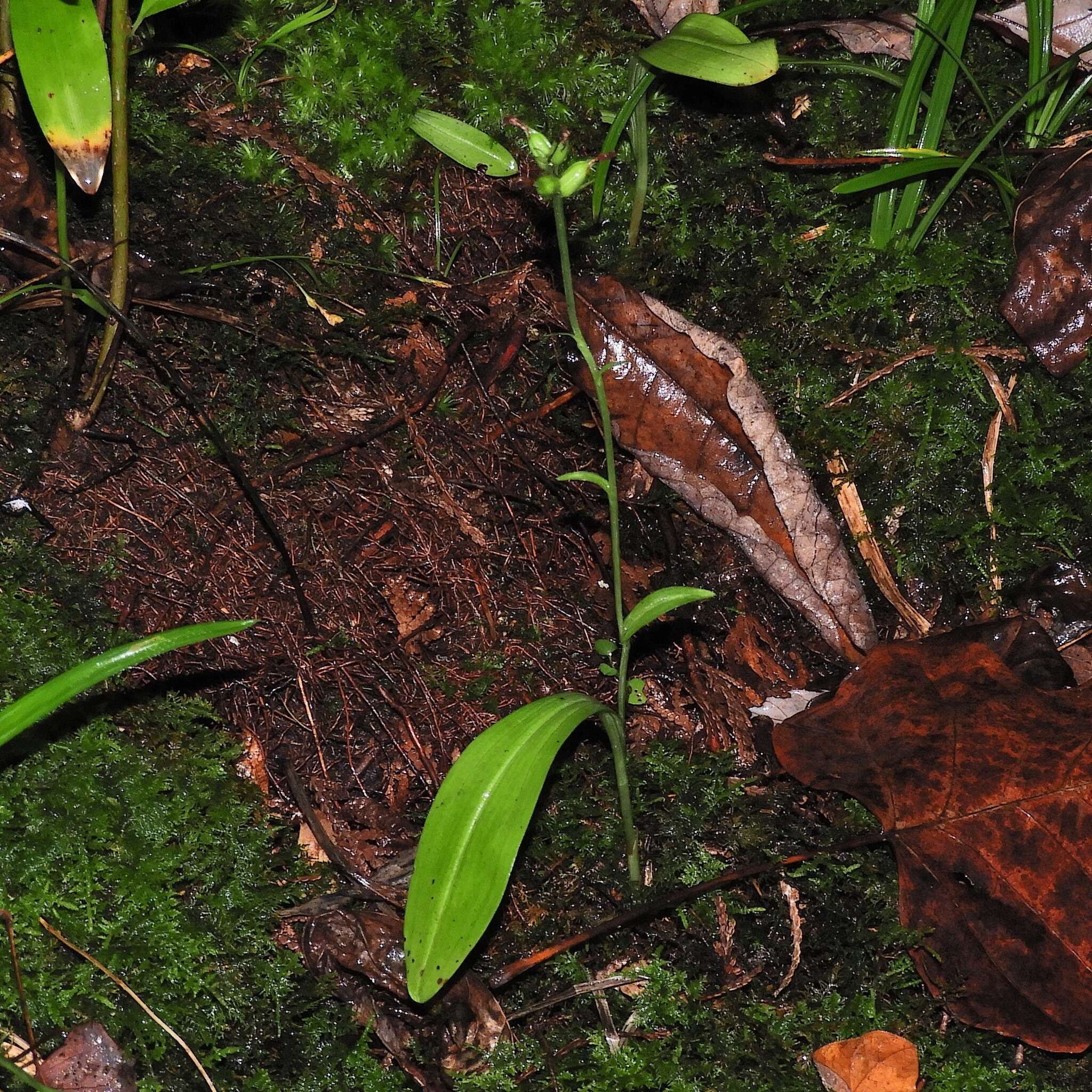 Image of Green Woodland Orchid