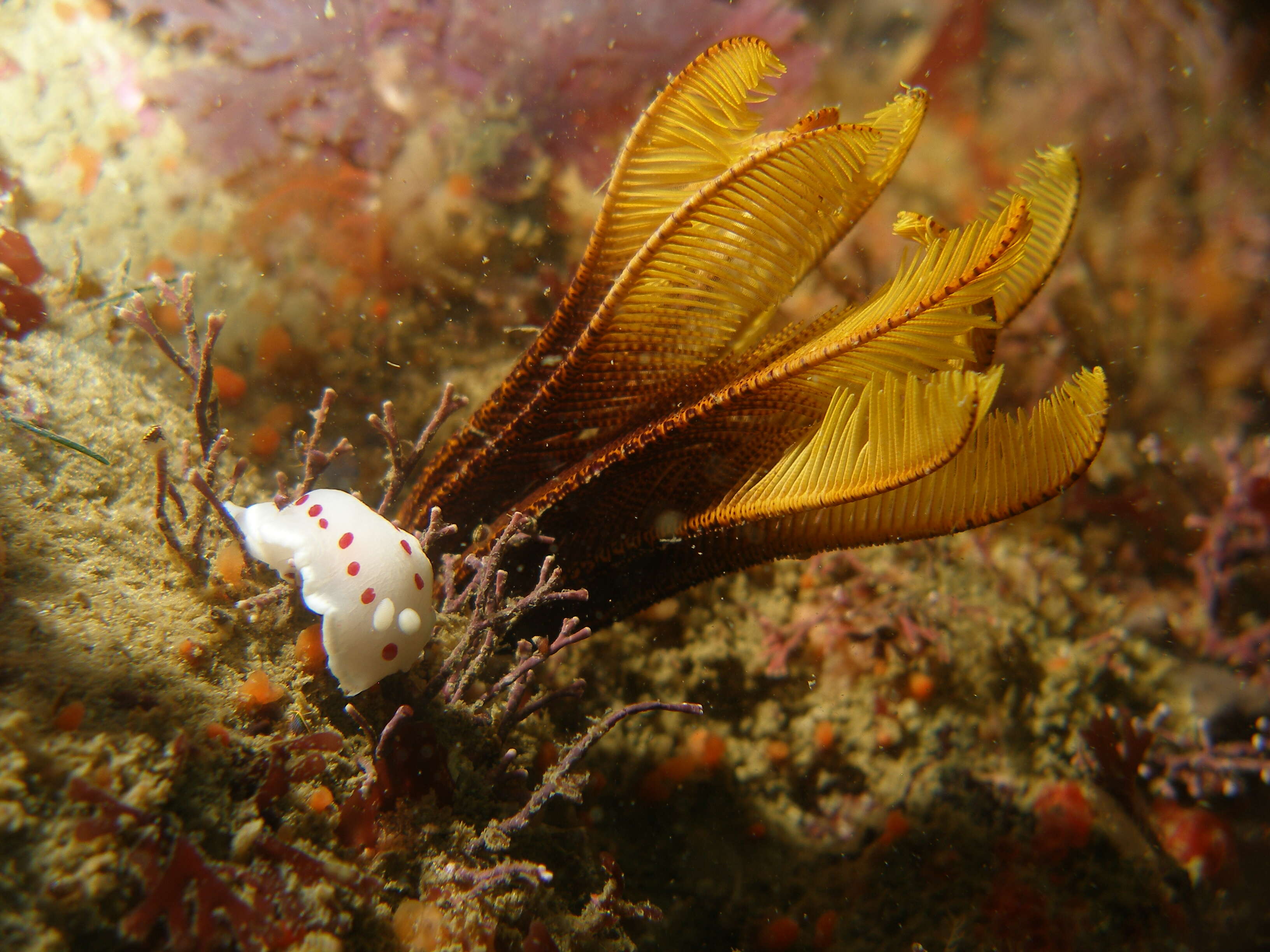 Sivun Goniobranchus heatherae (Gosliner 1994) kuva