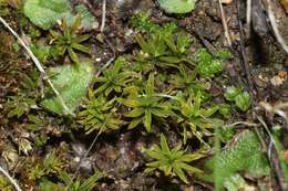 Image of timmiella moss