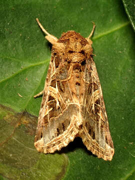 Image of Spodoptera littoralis Boisduval 1833