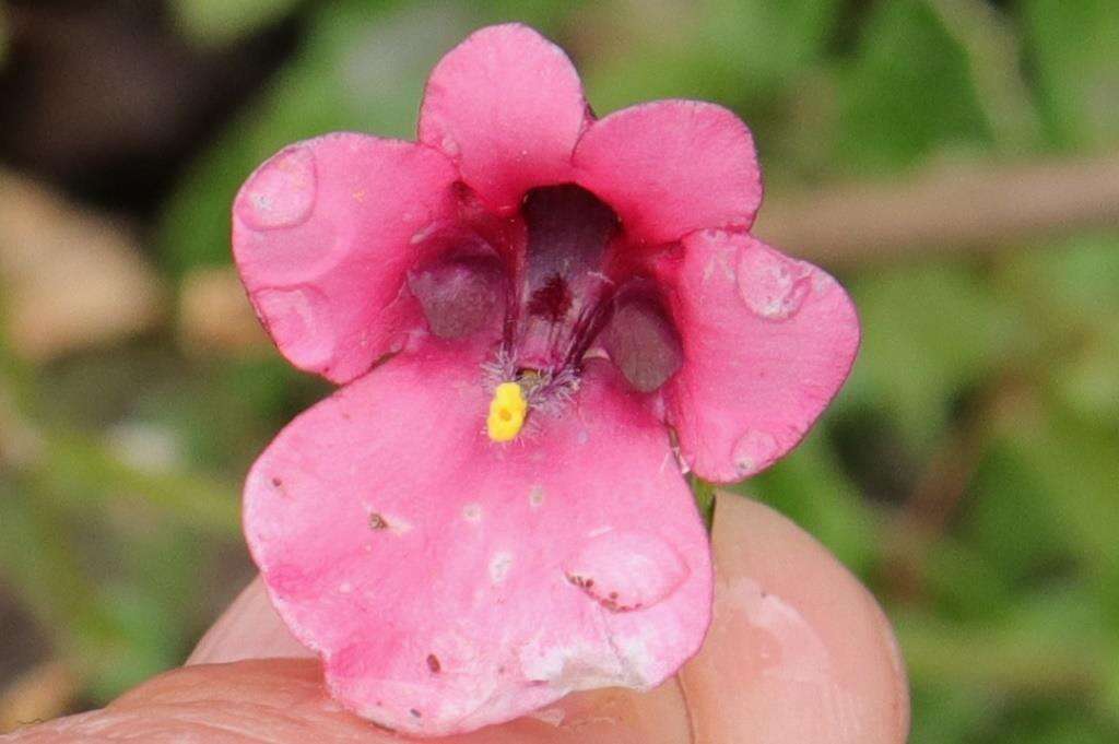 Image of Diascia barberae Hook. fil.