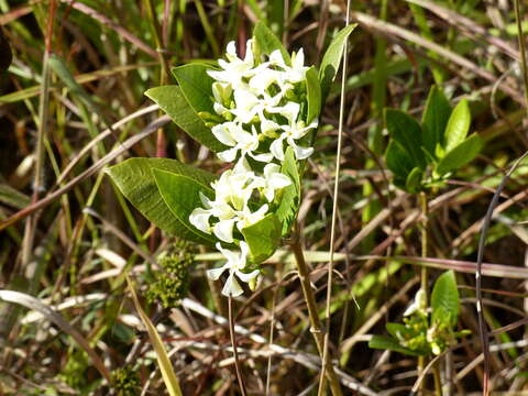 Image of Tabernaemontana solanifolia A. DC.