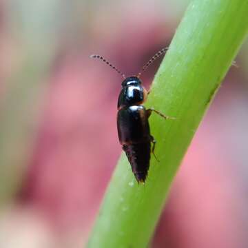 Image of Tachinus (Tachinus) flavolimbatus Pandellé 1869