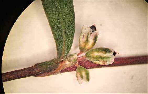 Image of Nuttall's knotweed