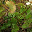 Image of Pelargonium elongatum (Cav.) Steud.