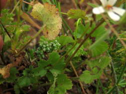 Image of Pelargonium elongatum (Cav.) Steud.