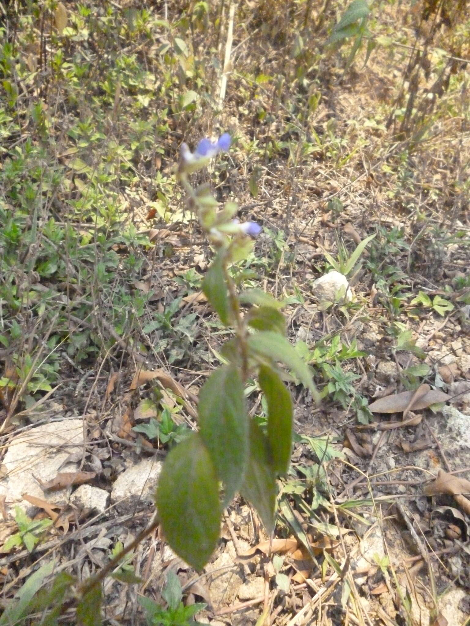 Salvia langlassei Fernald resmi