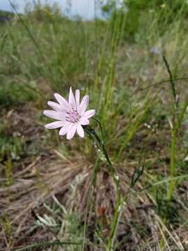 Image of Podospermum purpureum (L.) W. D. J. Koch & Ziz