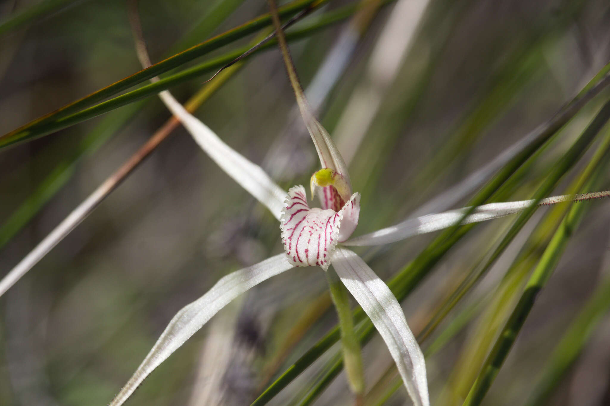 Image of Caladenia petrensis A. P. Br. & G. Brockman