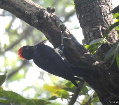 Image of White-bellied Woodpecker