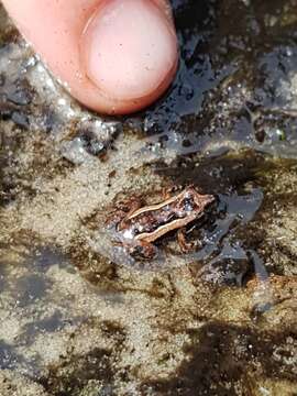 Image of Tinkling Froglet