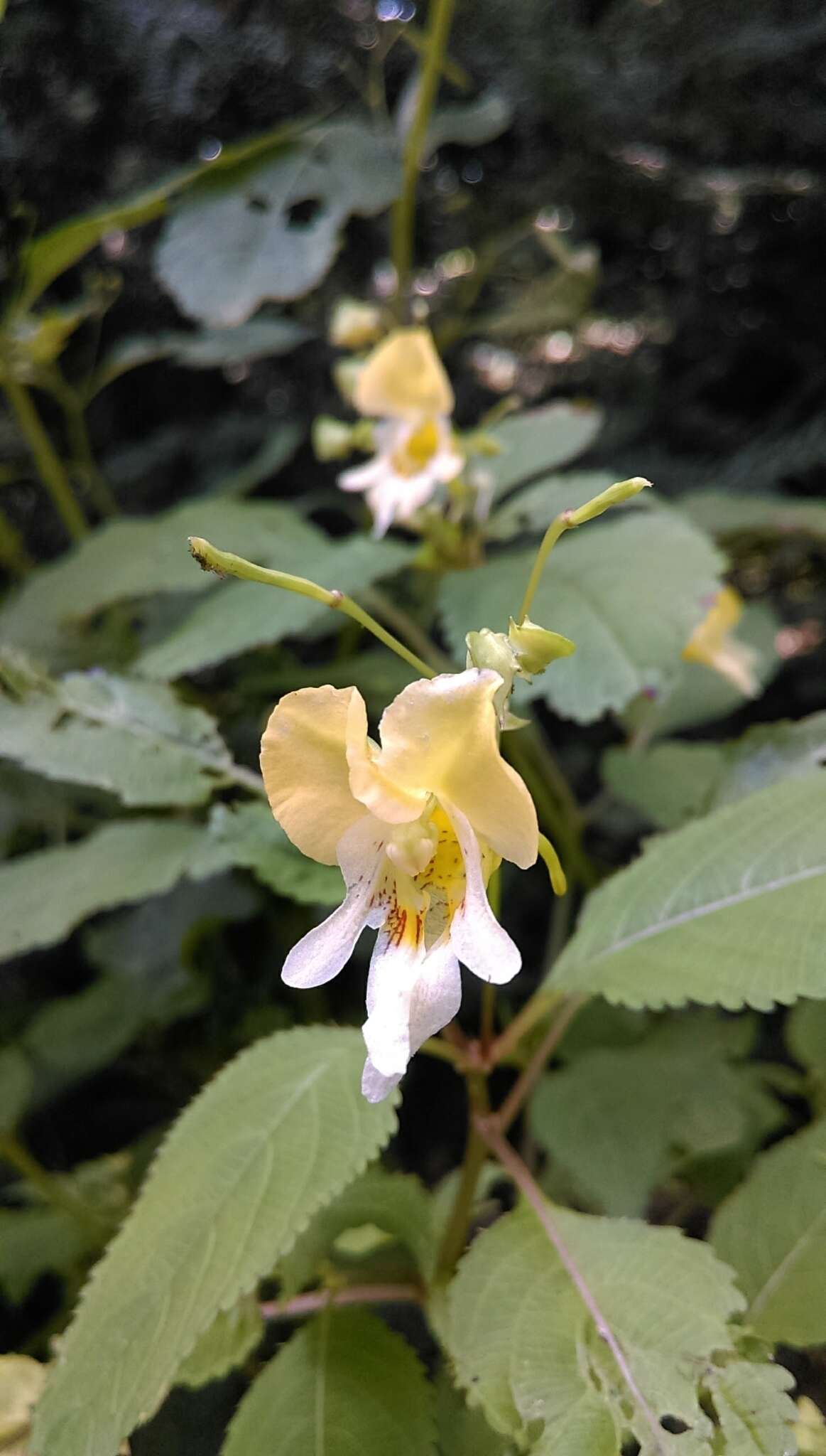 Image of Impatiens edgeworthii Hook. fil.