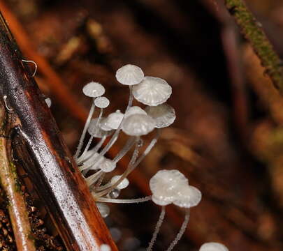 Image of Mycena albidocapillaris Grgur. & T. W. May 1997