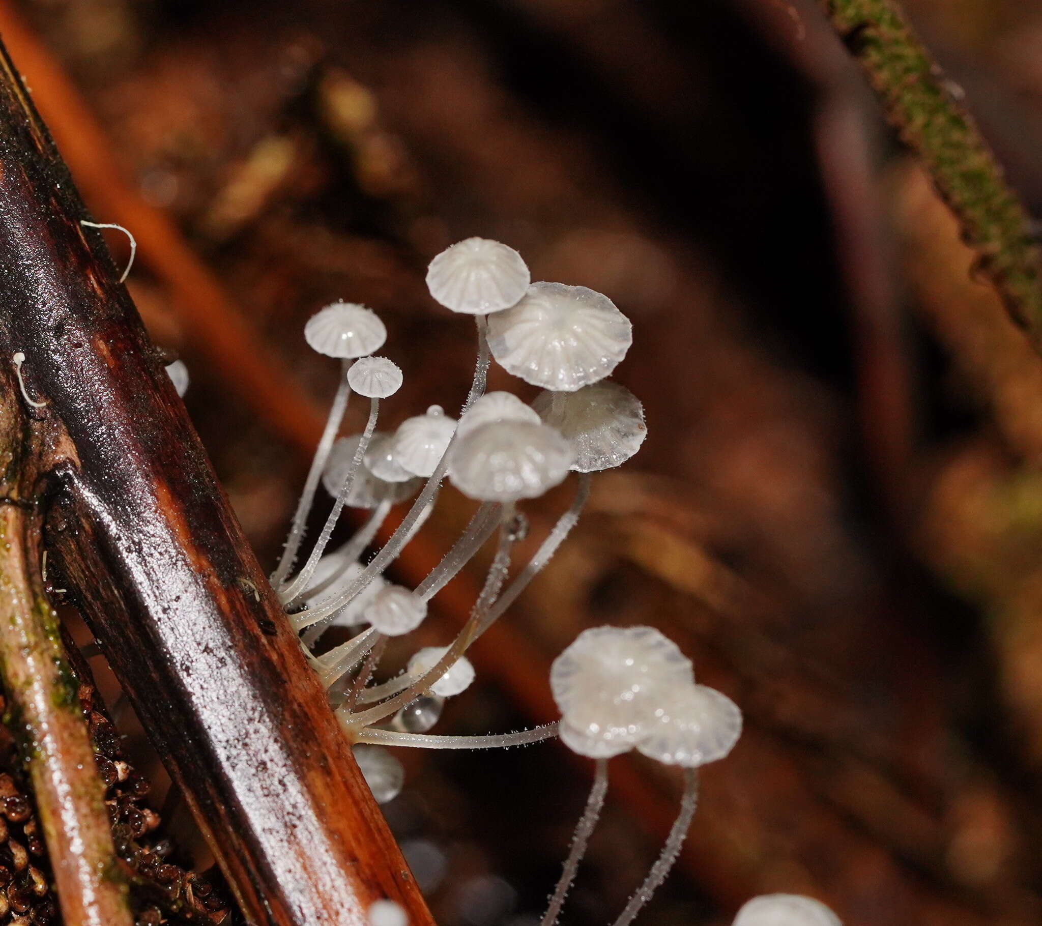 Sivun Mycena albidocapillaris Grgur. & T. W. May 1997 kuva