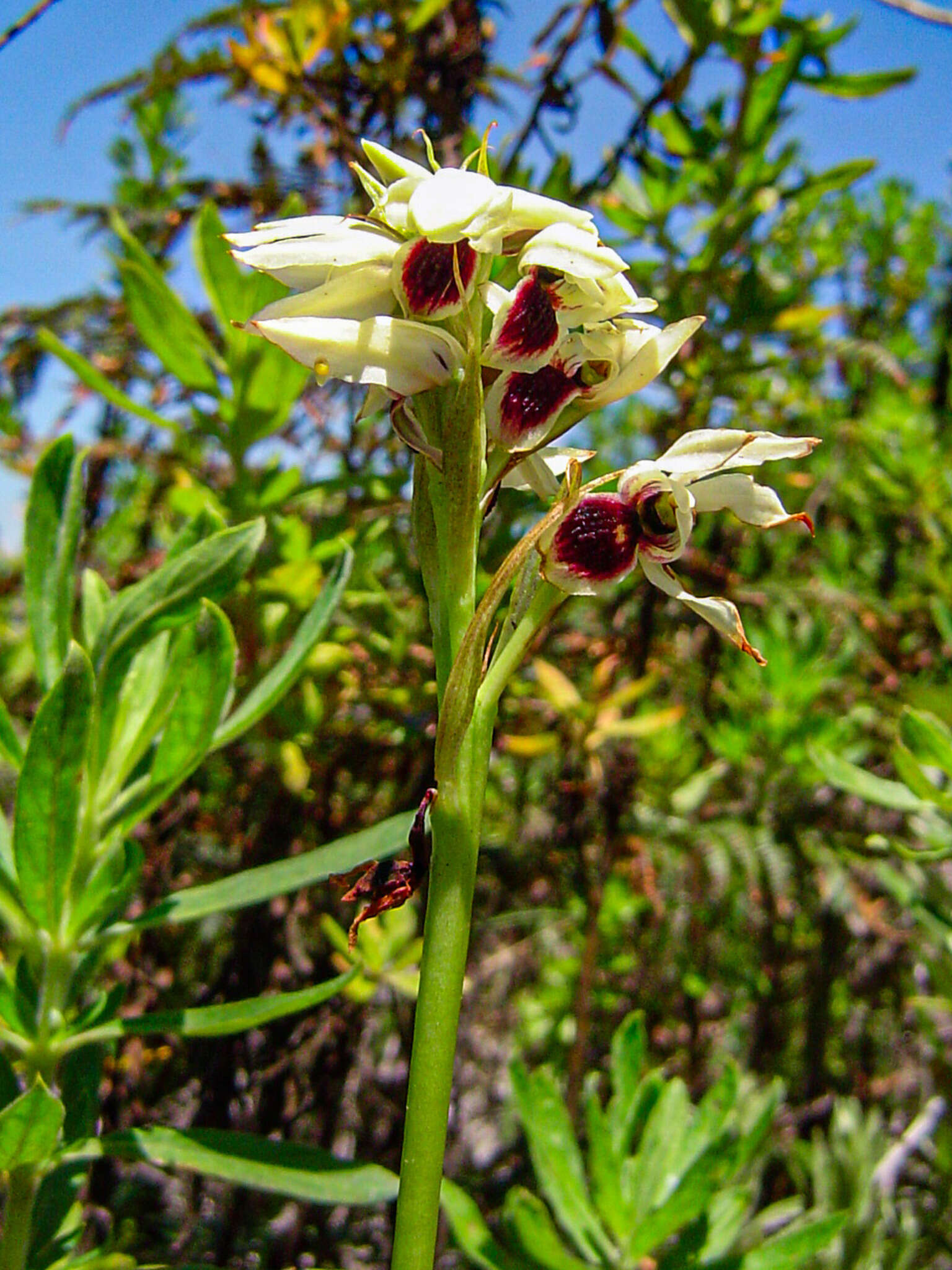 Image of Eulophia eustachya (Rchb. fil.) Geerinck