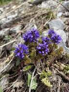 Image of featherleaf kittentails