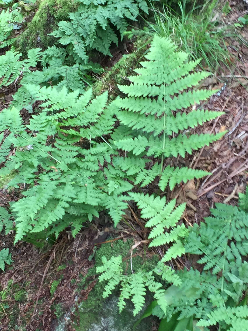 Image of mountain woodfern