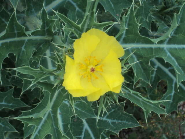 Image of Mexican pricklypoppy