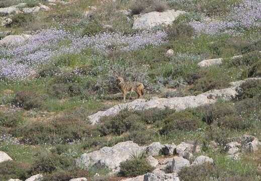 Image of Syrian jackal