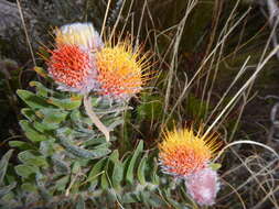 Image of Leucospermum oleifolium (P. J. Bergius) R. Br.