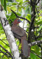 Image of Little Chachalaca