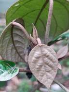 صورة Croton malabaricus Bedd.