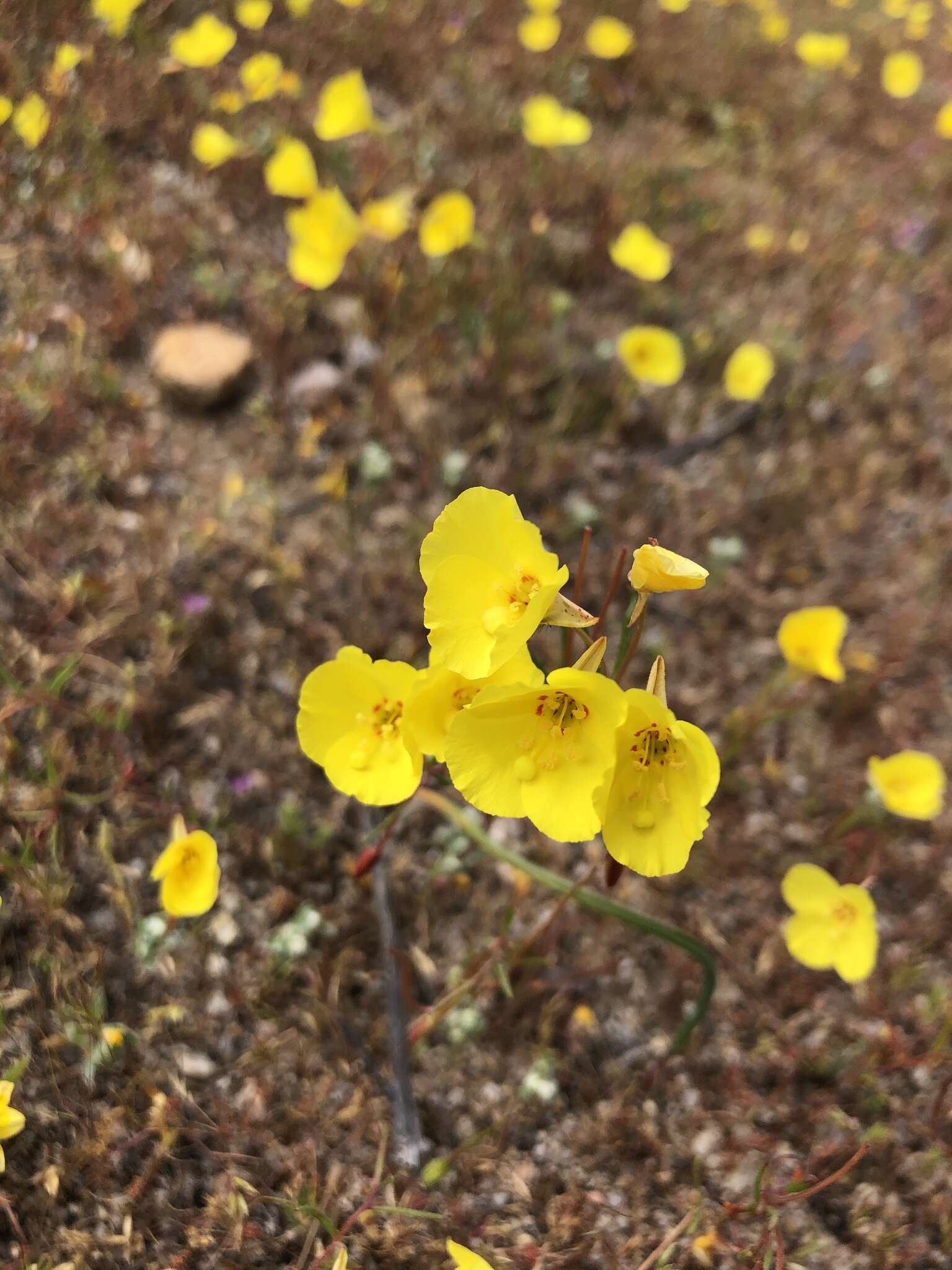 Image of Mojave suncup