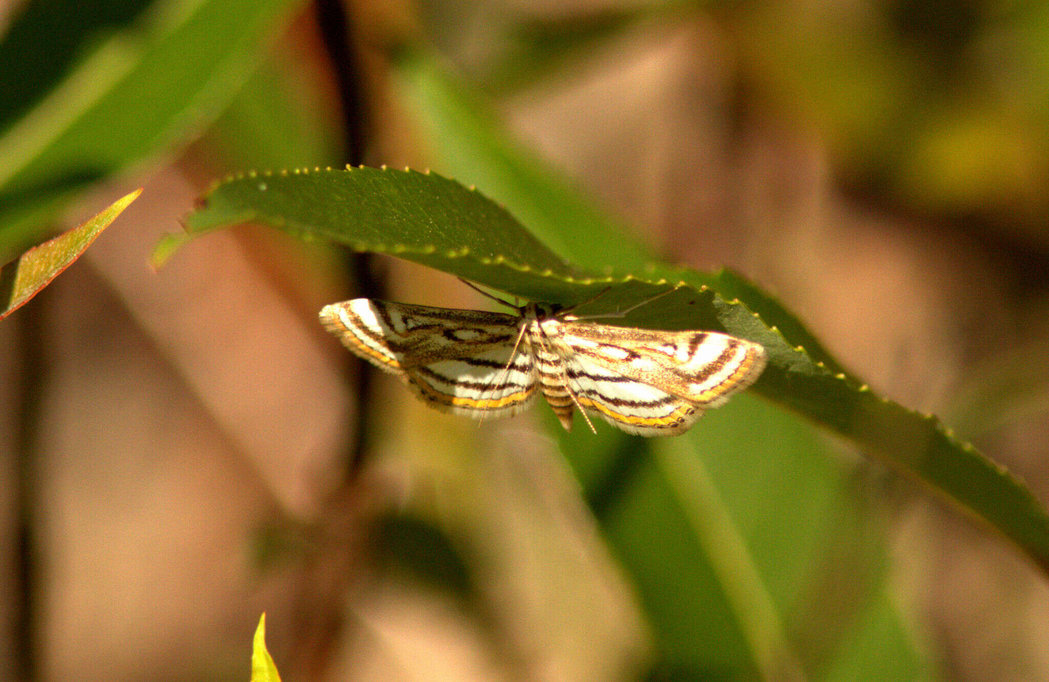 Image of Chestnut-marked Pondweed Moth