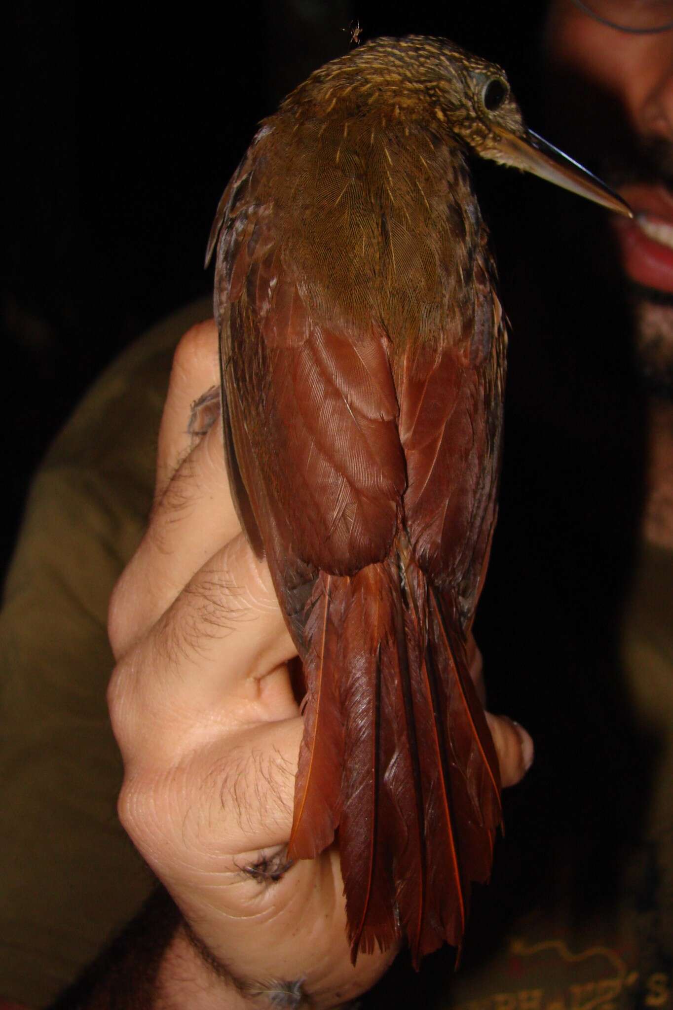 Image of Ocellated Woodcreeper