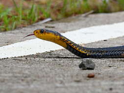 Image of Samar Cobra