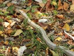 Image of Antiguan Racer