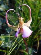 Image of Disperis capensis var. capensis